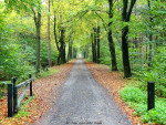 Nijreesbos